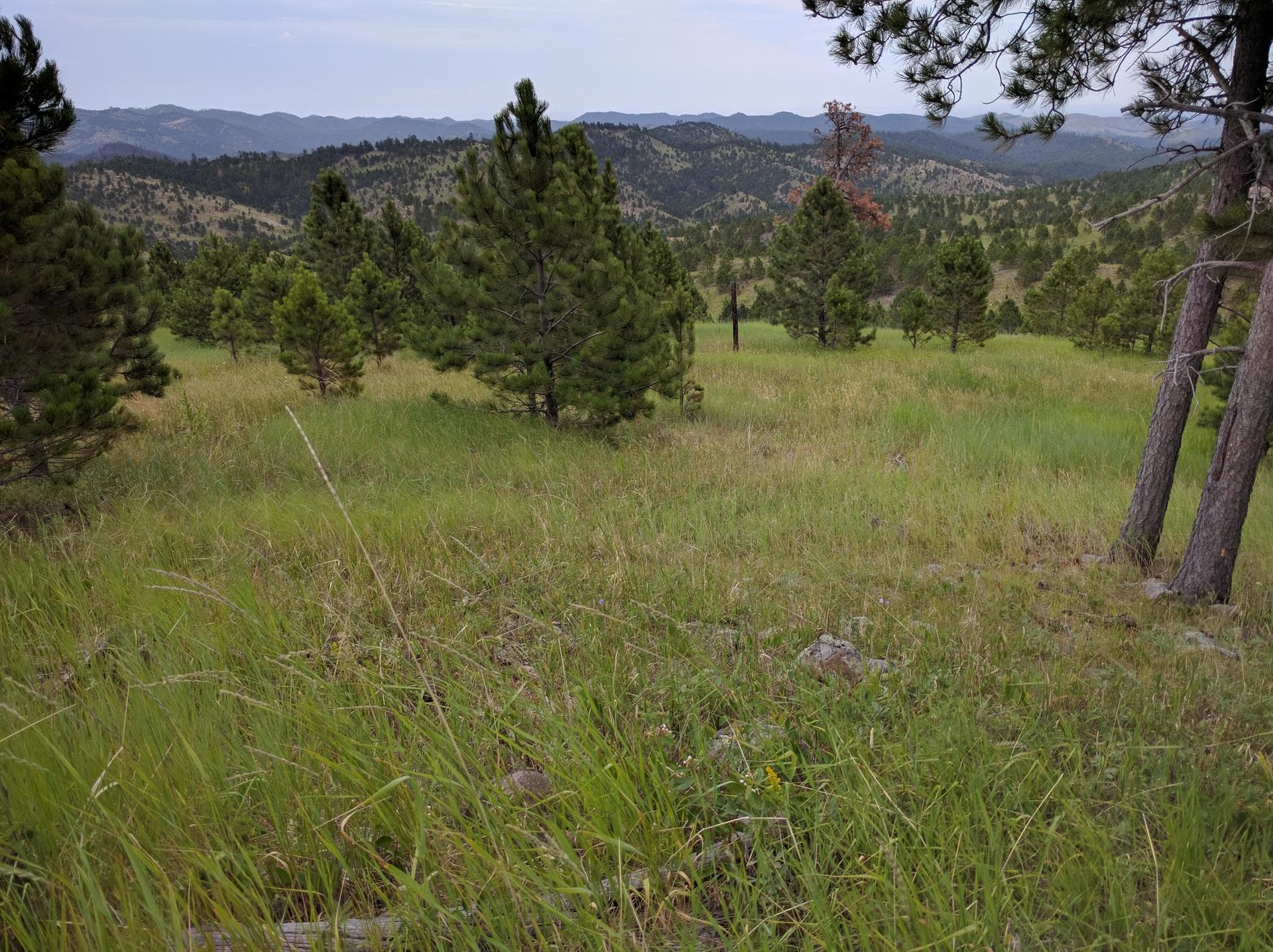 Black Hills landscape showcasing the terrain ATK Landscaping works with daily