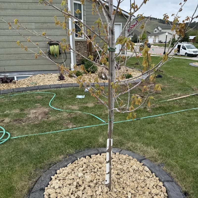 Circular tree ring concrete curbing installed by ATK Landscaping in the Black Hills