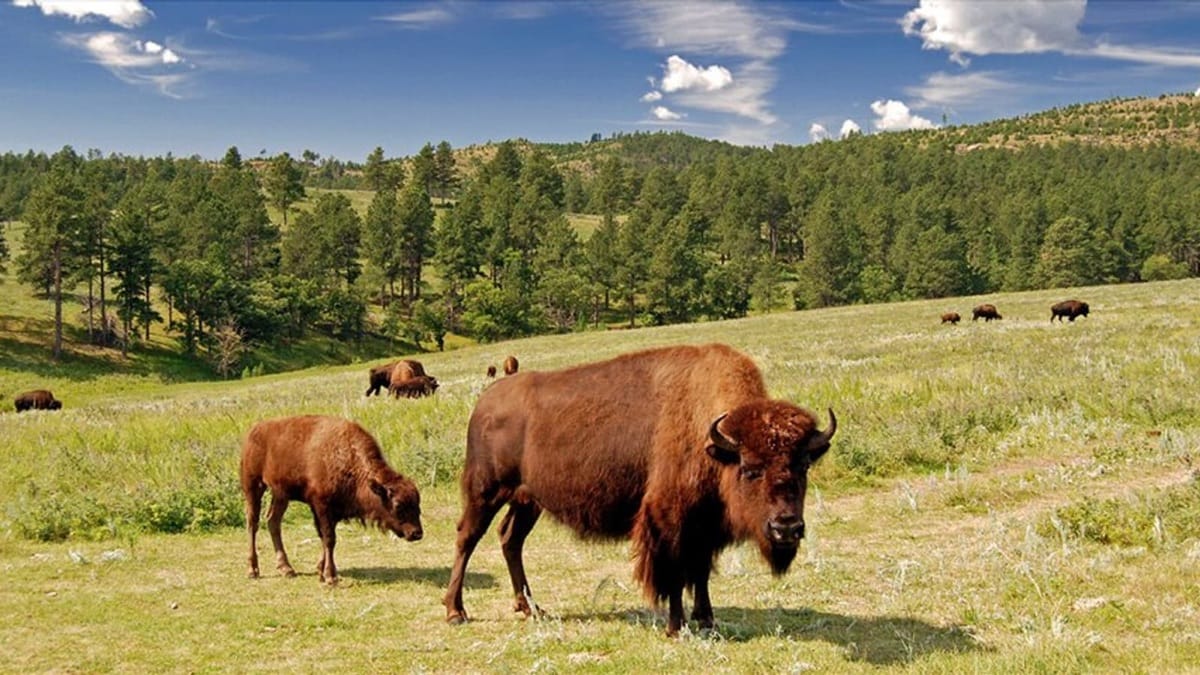 Custer, South Dakota